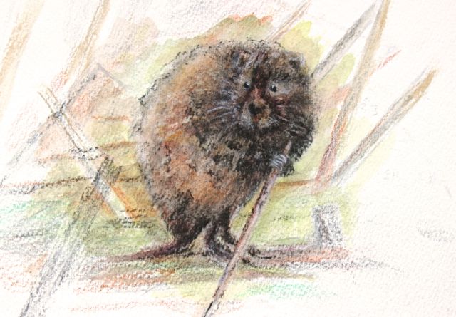 Water vole water colour sketch IMG_3049