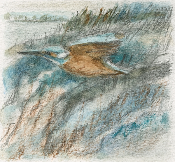kingfisher2
