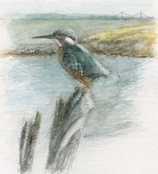 kingfisher3