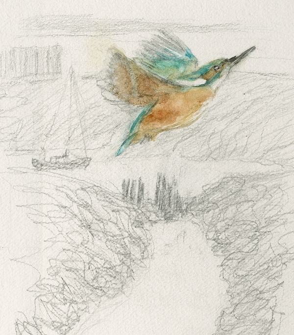 kingfisher4