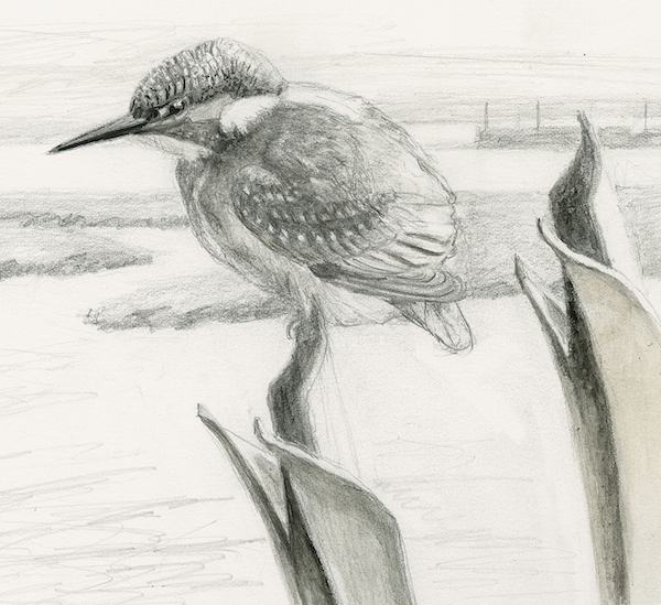 kingfisher5