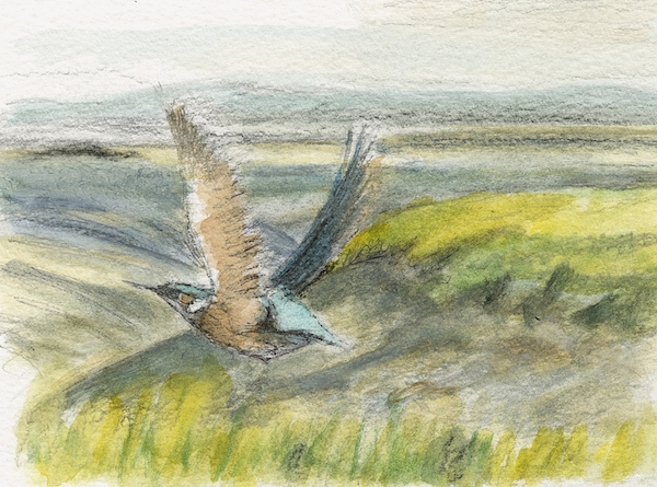 kingfisher6