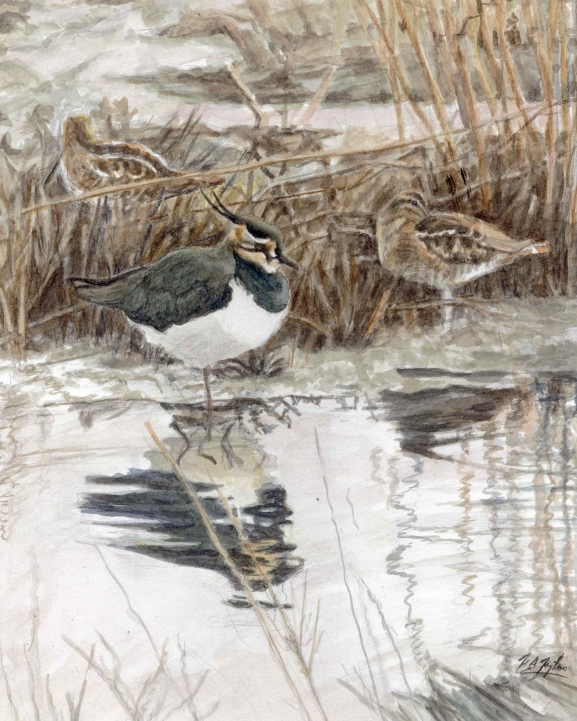 Lapwing and snipe