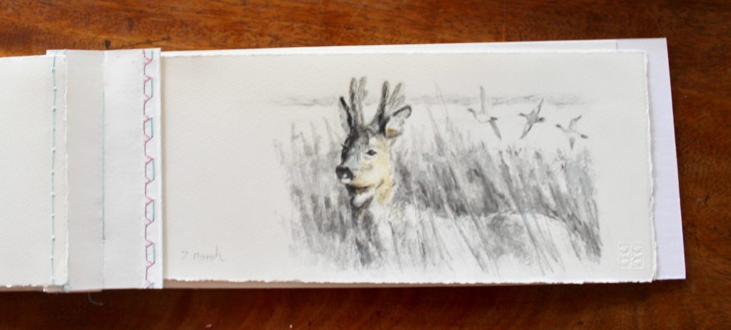 A roe deer pencil sketch from a March sketchbook