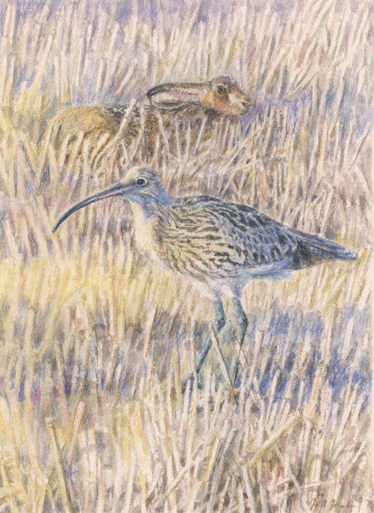 Curlew and Hare