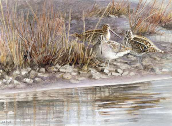 Painting of snipe