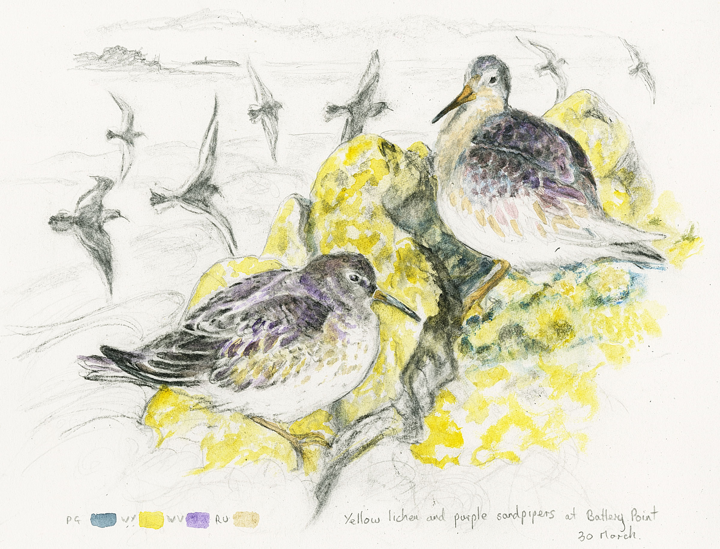 yellow lichen and purple sandpipers