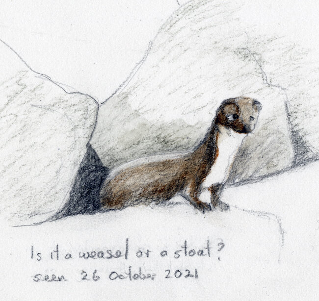 Stoat in the sea of boulders